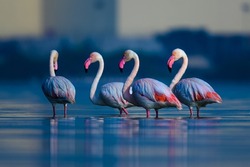 Migratory birds Greater Flamingo wandering in the shallow water at  the bird sanctuary in the early 
 morning blue hour
