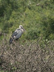 Migratory birds Asian openbill stork  wandering arount the  bird sanctuary lake for food - backlit 