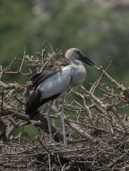 Migratory birds Asian openbill stork  wandering arount the  bird sanctuary lake for food - backlit 