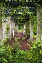 Pergola with white columns and green roof with virginia creeper plant
