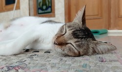 Sleeping Cat in front of House