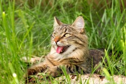 Cat languishes in the heat lying on the ground with its tongue out. Tabby domestic cat on a walk outdoors. The cat is sitting in green grass with open mouth. Walk with a pet cat summer heat. 4K video.