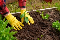 Hand of gardener seedling young vegetable plant in the fertile soil. Woman's hands in yellow gloves and red shirt is gardening. Female farmer planting peppers in the ground. Organic Cultivation.