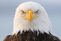 Wild Bald Eagle portrait in Winter Alaska