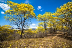 Trees with yellow flowers and blue sky, of guayacan in flowering season. Ecuador, Loja