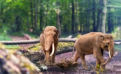 Two Asian elephant Elephas maximus with full grown tusk, also called Asiatic elephant in the forest, living species of the genus Elephas and is distributed throughout the Indian subcontinent