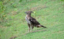 Legge's Hawk eagle waiting for a prey 