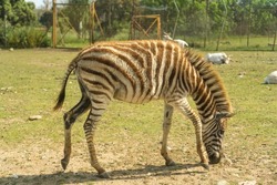 Young zebra eats grass under the sun in safari madrid