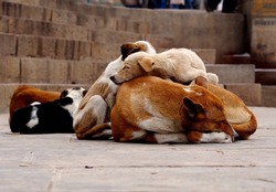 stray dogs sleeping stacked on top of each other. 