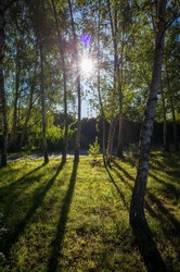 backlit birch trees after sunrise. Low sun casting long shadows on the fresh green grass.