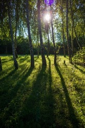 backlit birch trees after sunrise. Low sun casting long shadows on the fresh green grass.
