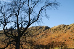 Bare tree in shade in a valley with clear blue sky contrasting the warm side lit barren rock face of the surrounding hills. Lake District, Cumbria, England, UK.
