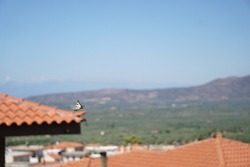 A   yellow butterfly flying,  tiled roof and mountains blurred  background