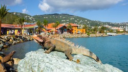Iguana,Charlotte Amalie,St. Thomas,United States Virgin Islands,Caribbean