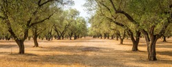 Italy, Puglia region, south of the country. Traditional plantation of olive trees.