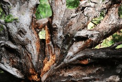 Large tree roots, huge rough tree rhizome background