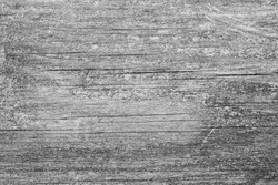 Wooden Panel Black / White Texture Close-Up Macro Background Structure - Wallpaper