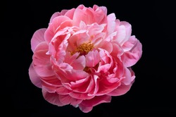 Pink Peony Flower Plant Color Texture Close-Up Macro Background - Wallpaper