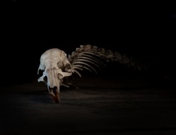 Rat skeleton on a black background