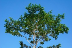 Albasia tree against a blue sky background, its wood is widely used for house construction                    