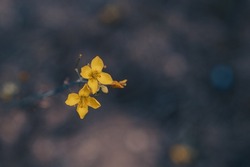 Macro photography of two tiny yellow wild flowers isolated on a dark blurred background with soft bokeh effect and negative space. Artistic post editing toned in moody colors