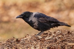 Hooded Crow sitting on a pile of dry leaves, with soft golden background. The hooded crow (Corvus cornix) is a Eurasian bird species in the genus Corvus.