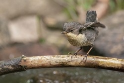 Juvenile White-throated Dipper begging for food, flapping its wings. The white-throated dipper (Cinclus cinclus), also known as the European dipper or just dipper, is an aquatic passerine bird.