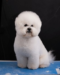 White dog Bishop Frieze is shorn according to the breed standard, vertical studio photo.