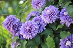 Large-flowered double clematis Diamantina selected by the British breeder Raymond Evison blooms in a garden in June 2016