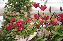 Crimson red large-flowered clematis Bourbon selected by the British breeder Raymond Evison blooms on an exhibition in May 2013