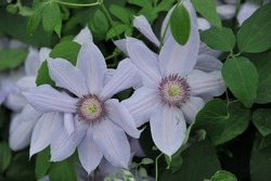 Pale lavender-blue large-flowered clematis Bernadine selected by the British breeder Raymond Evison blooms on an exhibition in May 2017