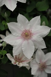 Large-flowered white with faint pink flush Clematis Corinne selected by the British breeder Raymond Evison blooms on an exhibition in May 2016