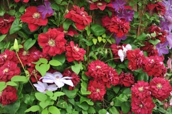 Large-flowered semi-double dark purple-red Clematis Charmaine selected by the British breeder Raymond Evison blooms on an exhibition in May 2019