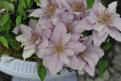 Pinky silver-blue large-flowered Clematis Filigree, selected by the British breeder Raymond Evison, blooms in a white vase on an exhibition in May 2014