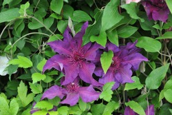 Purple large-flowered Clematis Fleuri, selected by the British breeder Raymond Evison, blooms on an exhibition in May 2014