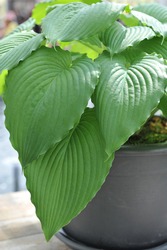 Giant Hosta Niagara Falls with large green leaves grows in a black pot in a garden in April