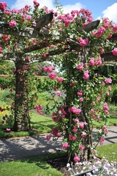 Pink climbing Noisette rose (Rosa) Chaplin's Pink Climber blooms on a wooden pergola in a garden in June