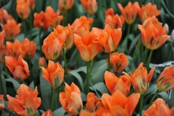 Fosteriana tulips (Tulipa) Orange Emperor bloom in a garden in April
