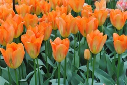 Fosteriana tulips (Tulipa) Orange Emperor bloom in a garden in March