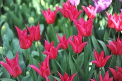 Red lily-flowered tulips (Tulipa) Queen Rania bloom in a garden in March