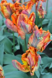Red and yellow tulips (Tulipa) Rasta Parrot bloom in a garden in April