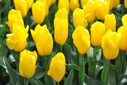 Yellow Triumph tulips (Tulipa) Strong Gold bloom in a garden in April