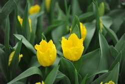 Fringed tulips (Tulipa) Yellow Fabio bloom in a garden in March