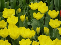 Fosteriana tulips (Tulipa) Yellow Purissima bloom in a garden in March