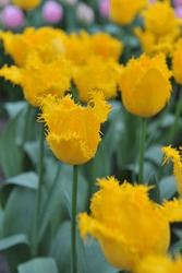 Yellow fringed tulips (Tulipa) Yellow Valery bloom in a garden in March