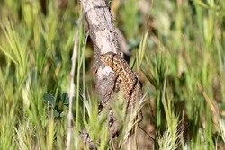common side-blotched lizard on a tree branch