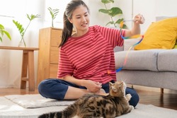 Recreation, beautiful owner kitten asian young woman, girl happy face in free time in casual holding toy playing with lovey cat, sitting on carpet in living room while rest at her home or apartment.