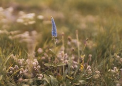 Delicate narrow field flower in an autumn background. Blue flower.
