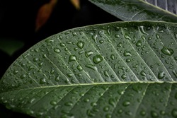  Green leaf with  drops of water. Dew on a leaf in the morning. Natural Water rain drop on leaf. Contrast green. Rainy day.(Close up green pattern leaves with water drop in a garden. leaf texture)