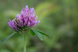 Lilac uneven clover flower on a stem with leaves